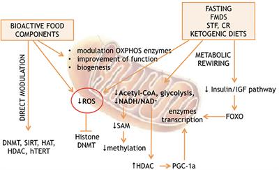 Mitochondrion at the Crossroad Between Nutrients and Epigenome